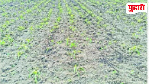 Sambhajinagar Agriculture News