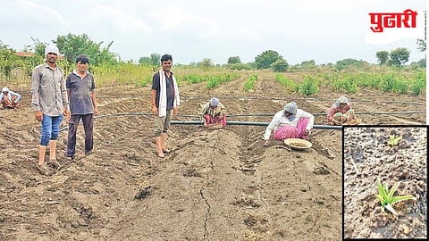 Jalna white musli cultivation