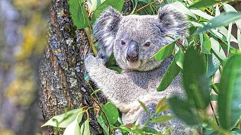 Koala Eggs & Sperm Deep-Frozen |