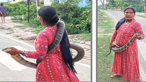 Woman Catches King Cobra |