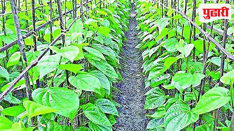 Vasai betel leaf farming