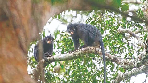 New Monkey Species |