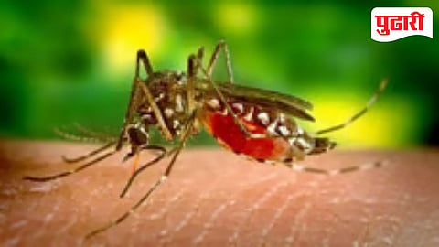 Mumbai public health alert