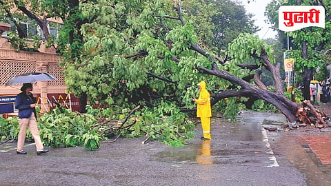 Mumbai tree fall incidents