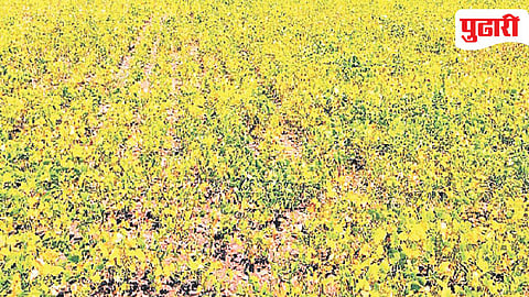Renapur crop damage
