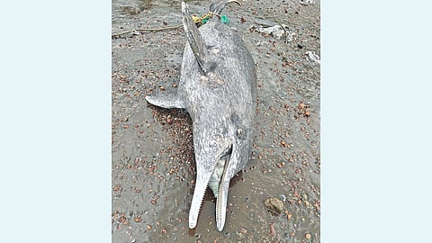Dolphin News