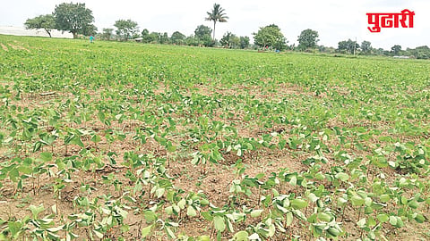 Jalna crop damage