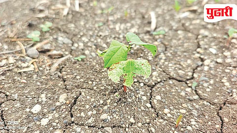 Nanded Agriculture News