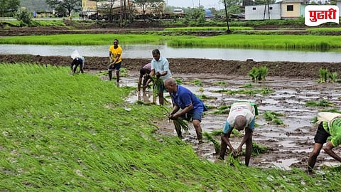 Raigad Farmer Relief Rain