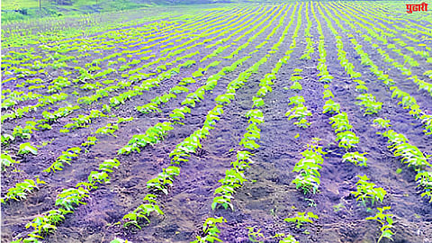 jalna agriculture news
