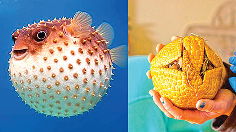 Roundest Animal |