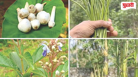 Konkan Wild Vegetables