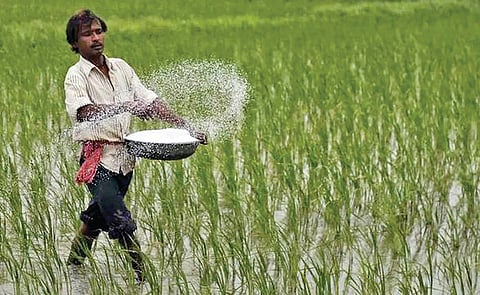 Satara Rain: पावसाचे पुनरागमन; खरिप अंतिम टप्प्यात