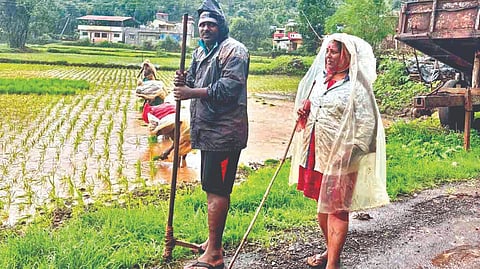Satara News: जावलीच्या शिवारात भातलागणीला वेग