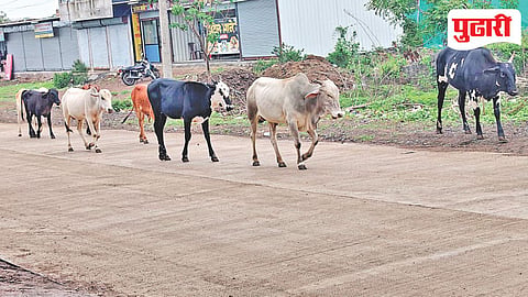 Ashti stray cattle