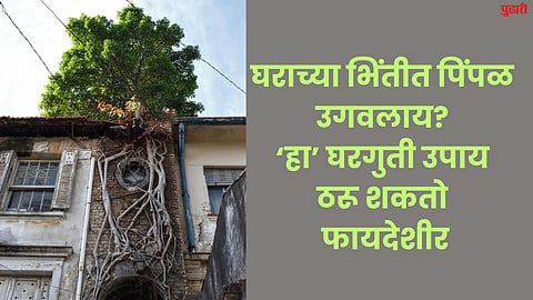 Peepal Plant
