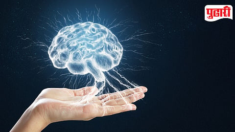 Brain