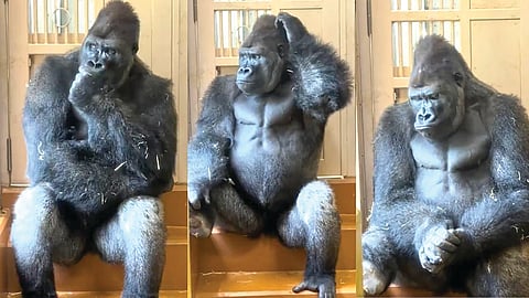 Gorilla Viral News |