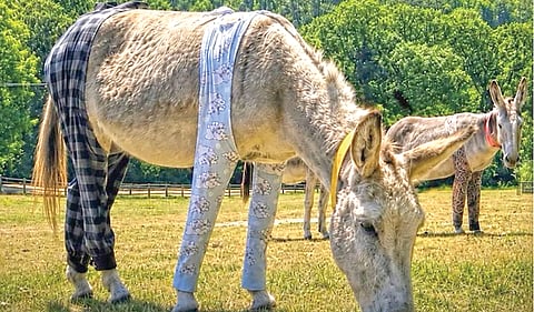 Animal Protection |