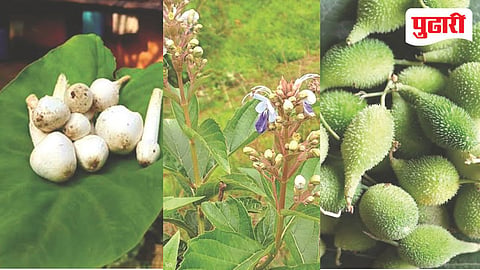 Konkan wild vegetables