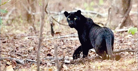 Satara Black Panther Sighting: भिलार परिसरात काळ्या बिबट्याचा वावर