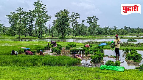 Paddy farming