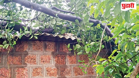 Sattari Tree Collapse