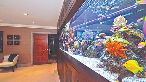 Home Aquarium |