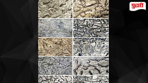 New Lichen Species