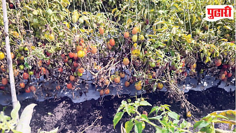 Junnar Crop Damage