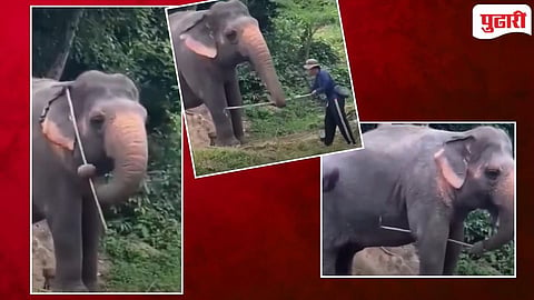 Elephant Scratching itself