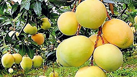 Mango Park