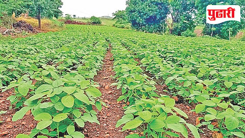 Bhoom agriculture