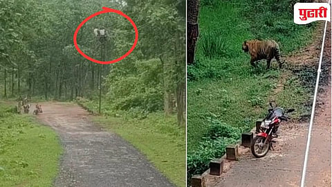 Chandrapur Tiger | अचानक समोर आला वाघ, जीव वाचवण्यासाठी महावितरणचे कर्मचारी चढले पोलवर : तासभर रंगले थरारनाट्य!