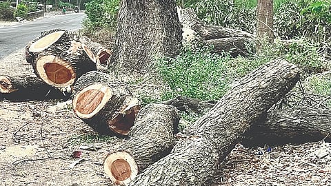 Satara News: सातारा-लोणंद मार्गावरील शेकडो झाडांची कत्तल; वृक्षप्रेमींकडून संताप