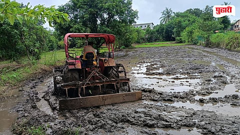 Vasai Paddy Plantation