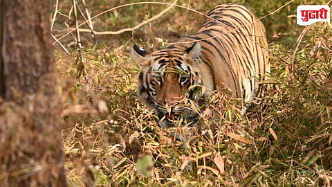 Tigress Relocation Dnyanganga Wildlife Sanctuary