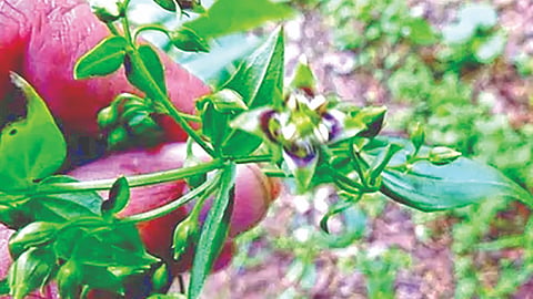 Medicinal Plants