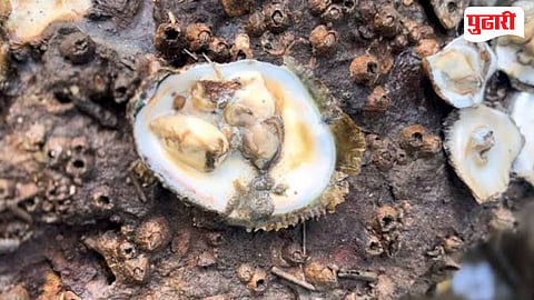 Goa Oysters Cadmium