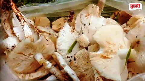 Wild Mushroom Farming