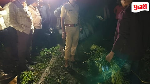 Ganja seized in Beed : काटेवाडी शिवारात तब्बल १९.४९ लाखांचा गांजा जप्त; ऊसाच्या शेतात बेकायदेशीर लागवड करणारा शेतकरी अटकेत