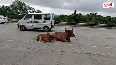 Stray Cattle