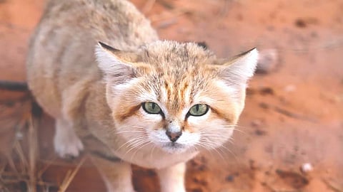 Sand Cat