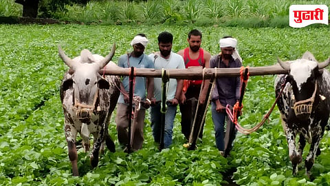 Nanded crops revived : दमदार पावसाच्या हजेरीमुळे पिकांना मिळाले जिवदान; बळीराजा सुखावला