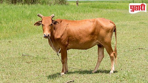 Cow