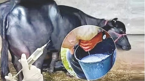 Milk Production: जास्त दुधासाठी घातक 'ऑक्सिटोसिन'चा वापर