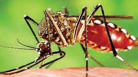 South Mumbai Infectious Disease Hotspot | दक्षिण मुंबई साथीच्या आजारांचा 'हॉटस्पॉट'