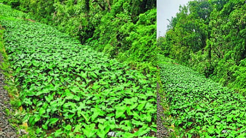 Vegetable Farms Along Central Railway