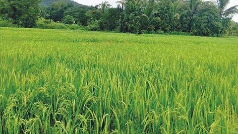 Paddy Cultivation