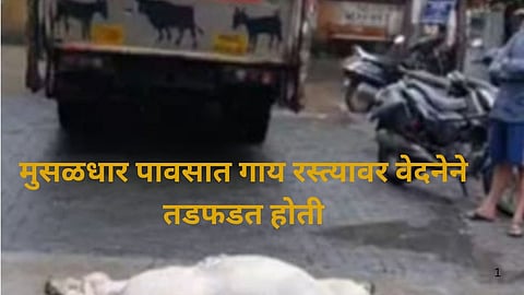 Nagpur Cow Injured Vehicle Collision